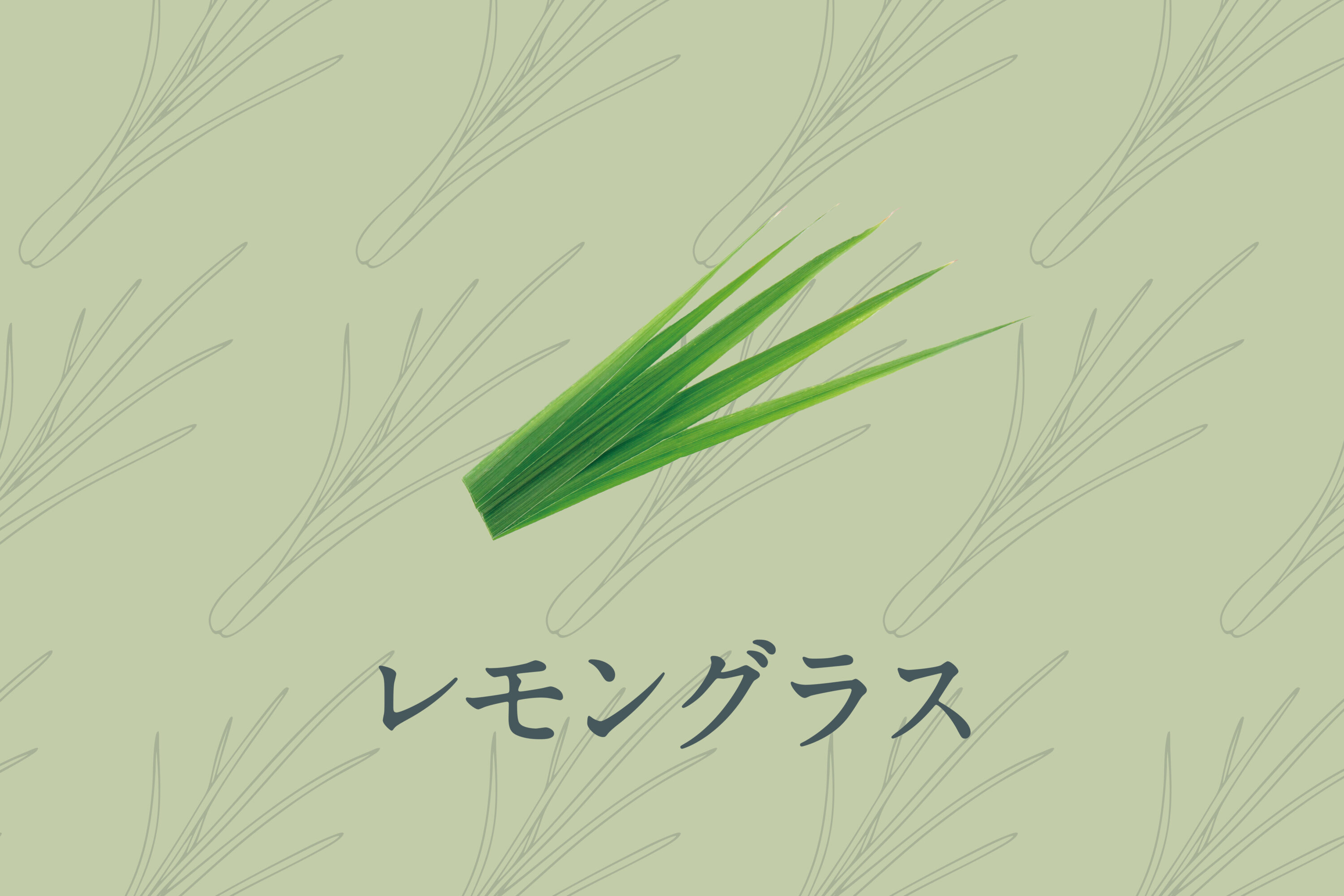 レモングラス刻み | 100%ハーブ | サウナ用品 | プロ向け製品 | 健美薬湯